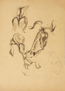 Cvet perunike : študija